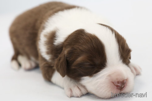 成約済の神奈川県のボーダーコリー-359950の7枚目